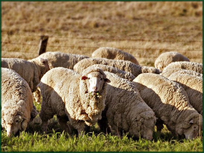 merinosheep2