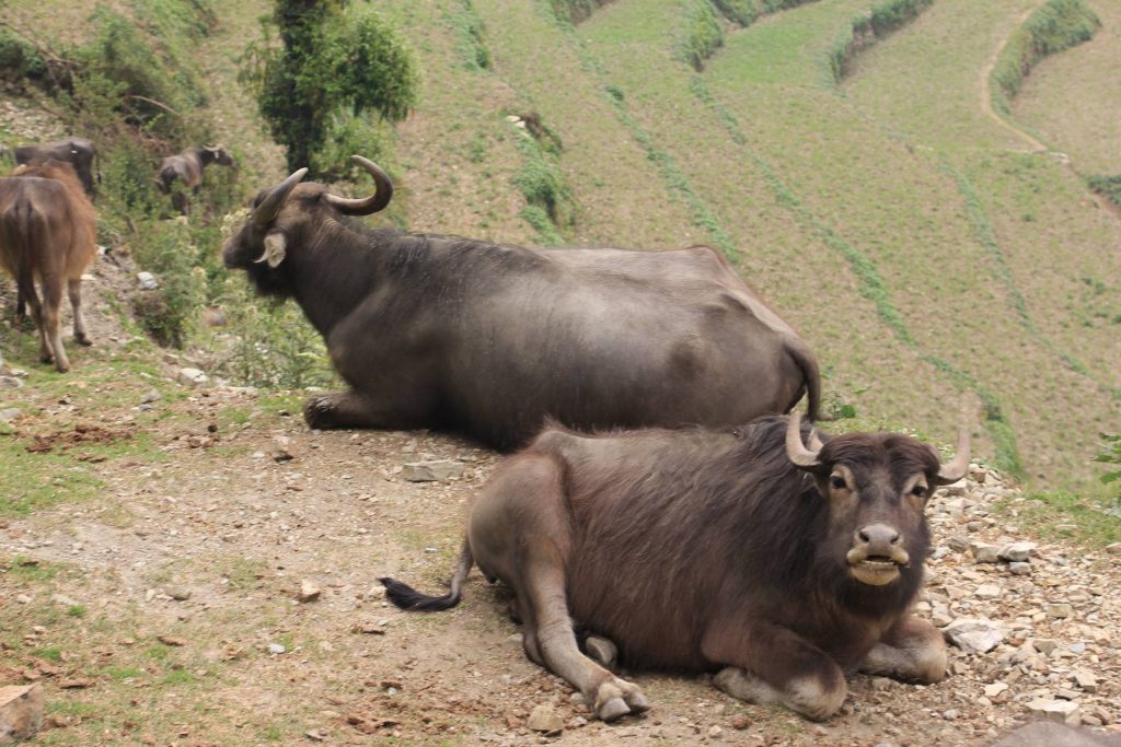 Trek pod Annapurnu