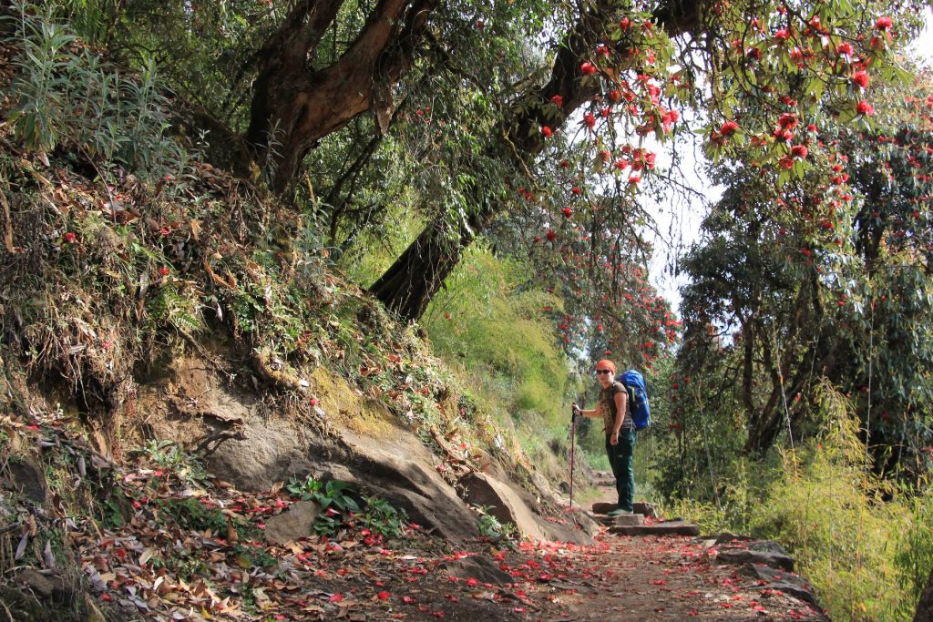 Trek pod Annapurnu