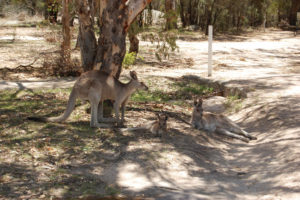 dovolenka queensland